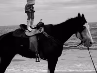 Kobyła, American paint horse — zdjęcie 3