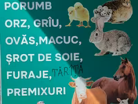 Nutrețuri și cereale,porumb uscat.ne aflăm la Edineț.posibel livrare. — zdjęcie 1