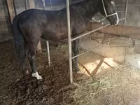 Kobyła, Friesian sport horse — zdjęcie 4