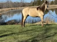 Koń, Rocky Mountain Horse — zdjęcie 2