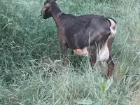 Goat, Nubian Goat — photo 4