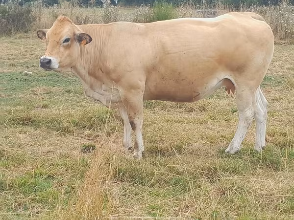Krowa, Partenaise cattle