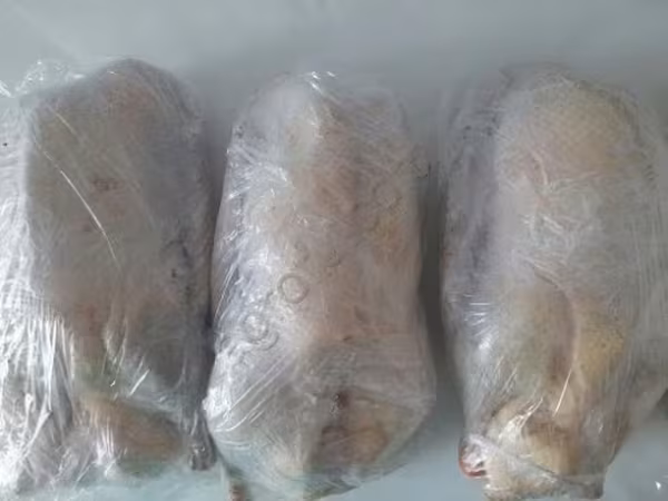 Geese — Rosja