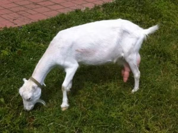 Koza, Saanen goat — Rosja