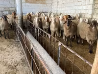 Owca, Awassi sheep — zdjęcie 2