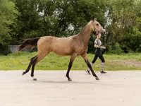 Yegua, Akhal-Teke — foto 5