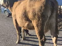 Cow, Simmental cattle — photo 4