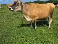 Cow, Jersey breed — photo 5