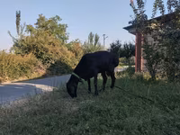 मेढ़ा, Red Karaman sheep — फ़ोटो 2