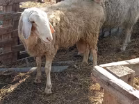 Baran, Assaf sheep — zdjęcie 4