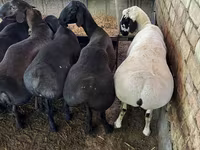 Ram, Sheep — photo 1