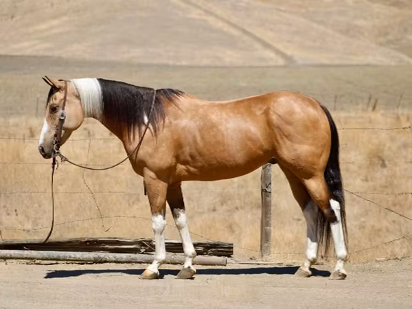 Mare, Quarter Horse