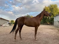 Kobyła, Canadian horse breed — zdjęcie 1