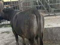 Cow, Cattle — photo 1