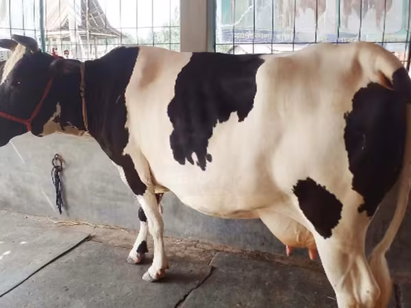 Cow, Buffalo