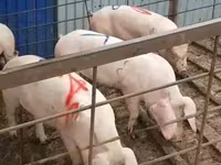 Knur, Świnie — zdjęcie 7
