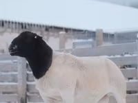 Baran, Dorper sheep — zdjęcie 3