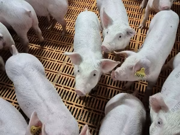 Sow, Pigs