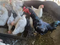 Brahma — foto 3