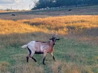 Cabra, Cabras — foto 1