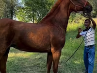 Kobyła, Skyros Pony — zdjęcie 1