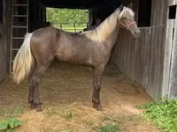 Kobyła, Rocky Mountain Horse — zdjęcie 7
