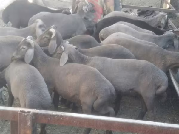 Widder, Arabi sheep