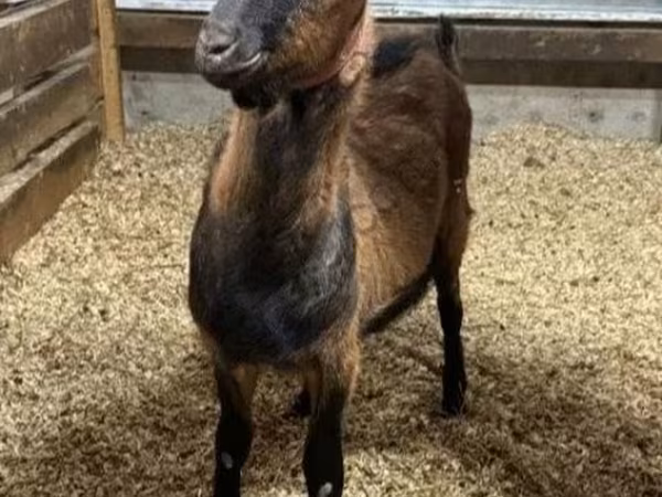 Kozioł, Alpine goat