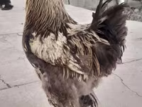 Brahma — photo 6