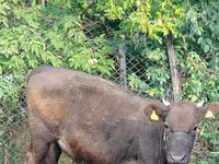 母牛, Cattle — 照片 4