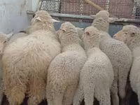 Owca, Merino sheep — zdjęcie 3