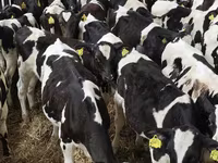 Bull, Holstein breed — photo 4