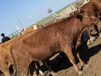 Vaca, Cabeza Blanca Ucraniana — foto 3