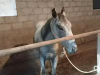 Caballo, Horse breed — foto 2