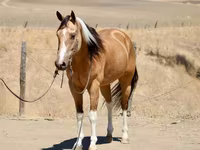 Mare, Quarter Horse — photo 4