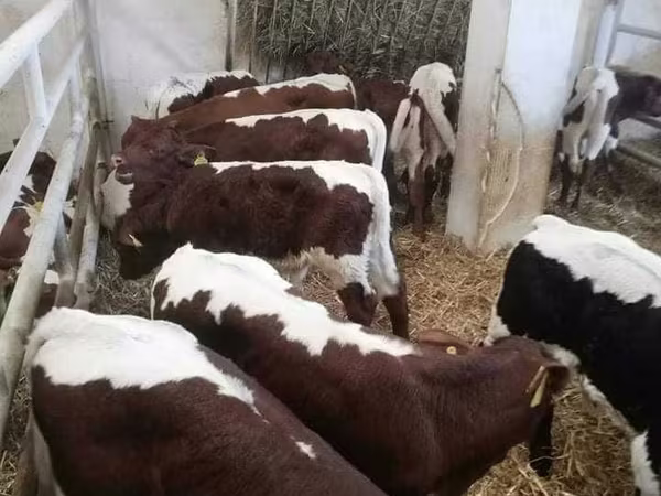 Byk, Krowa limuzyńska