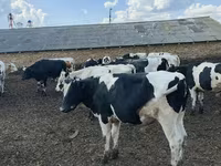 Toro, Russian Black pied cattle — foto 2