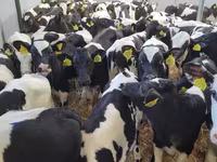 Byk, Bydło — zdjęcie 3