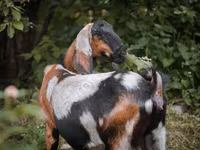 Koza, Nubian Goat — zdjęcie 7