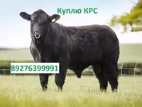 Byk, Bydło — zdjęcie 5