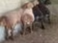 Ram, Arashan sheep — photo 8