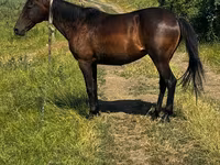 母马, Horses — 照片 3