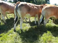 Krowa, Kasta krowa — zdjęcie 3