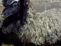 Owca, Romanov sheep — zdjęcie 5