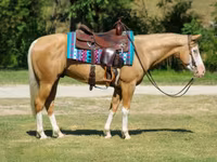 Caballo, Palomino — foto 4
