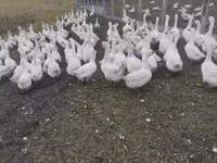 Geese — zdjęcie 3
