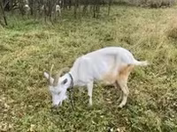 Goat, Goats — photo 3
