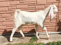 Koza, Nubian Goat — zdjęcie 5