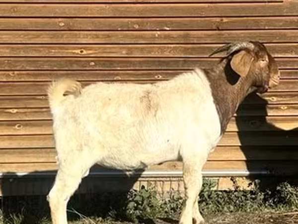 Kozioł, Boer goat
