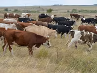 Bulle, Simmental cattle — Foto 3
